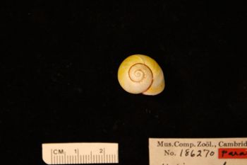 Media type: image; Malacology 186270